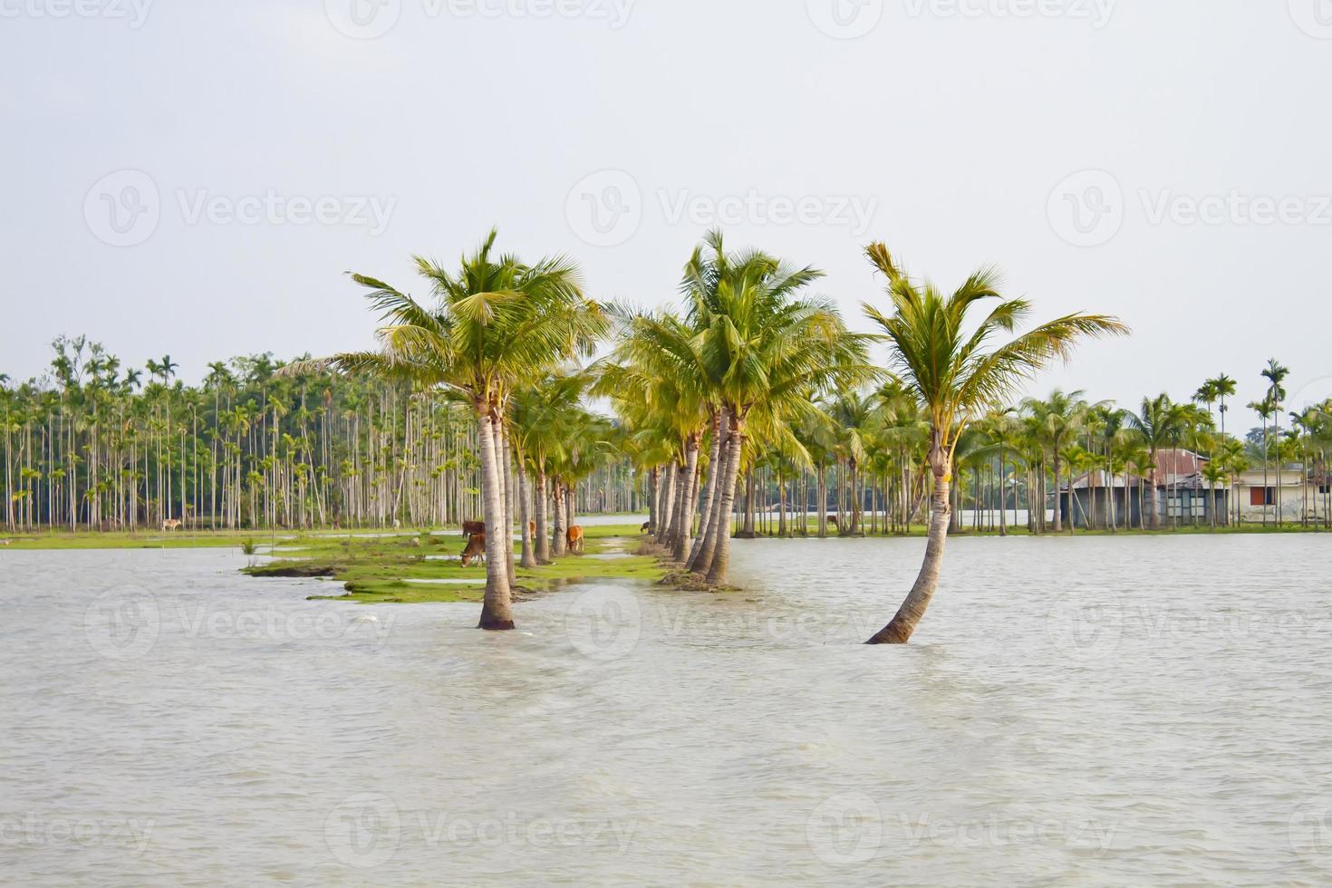 Fluss Erosion Szenario von Küsten Gürtel Bucht von Bengalen. foto