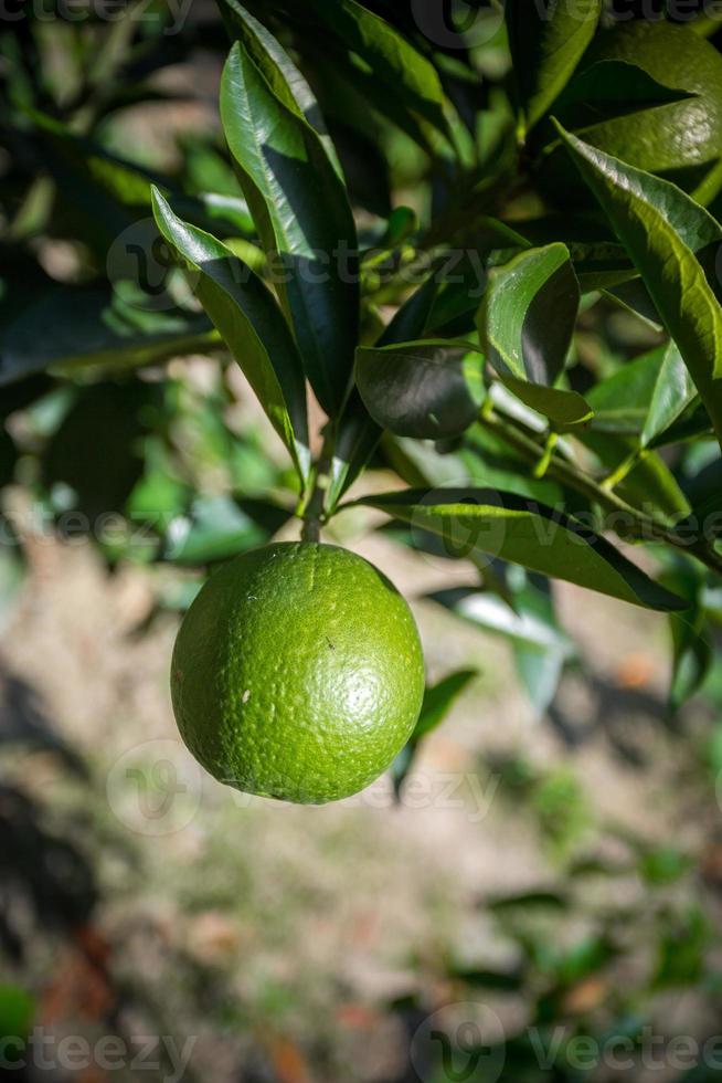 Grün Malta Zitrusfrüchte hängend auf Baum im Bangladesch. foto