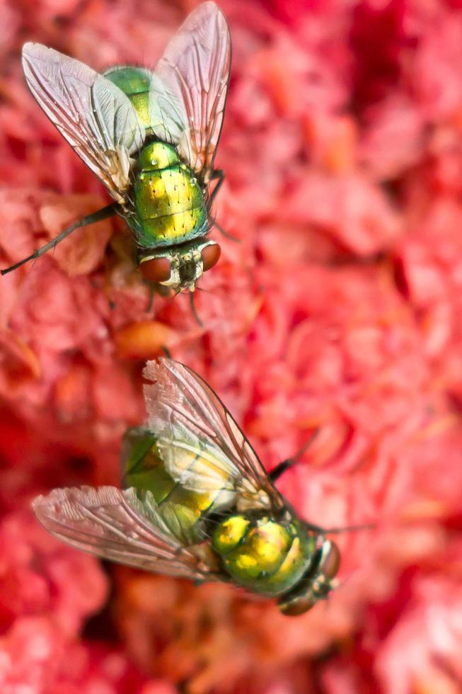 fliegt auf Fleisch foto