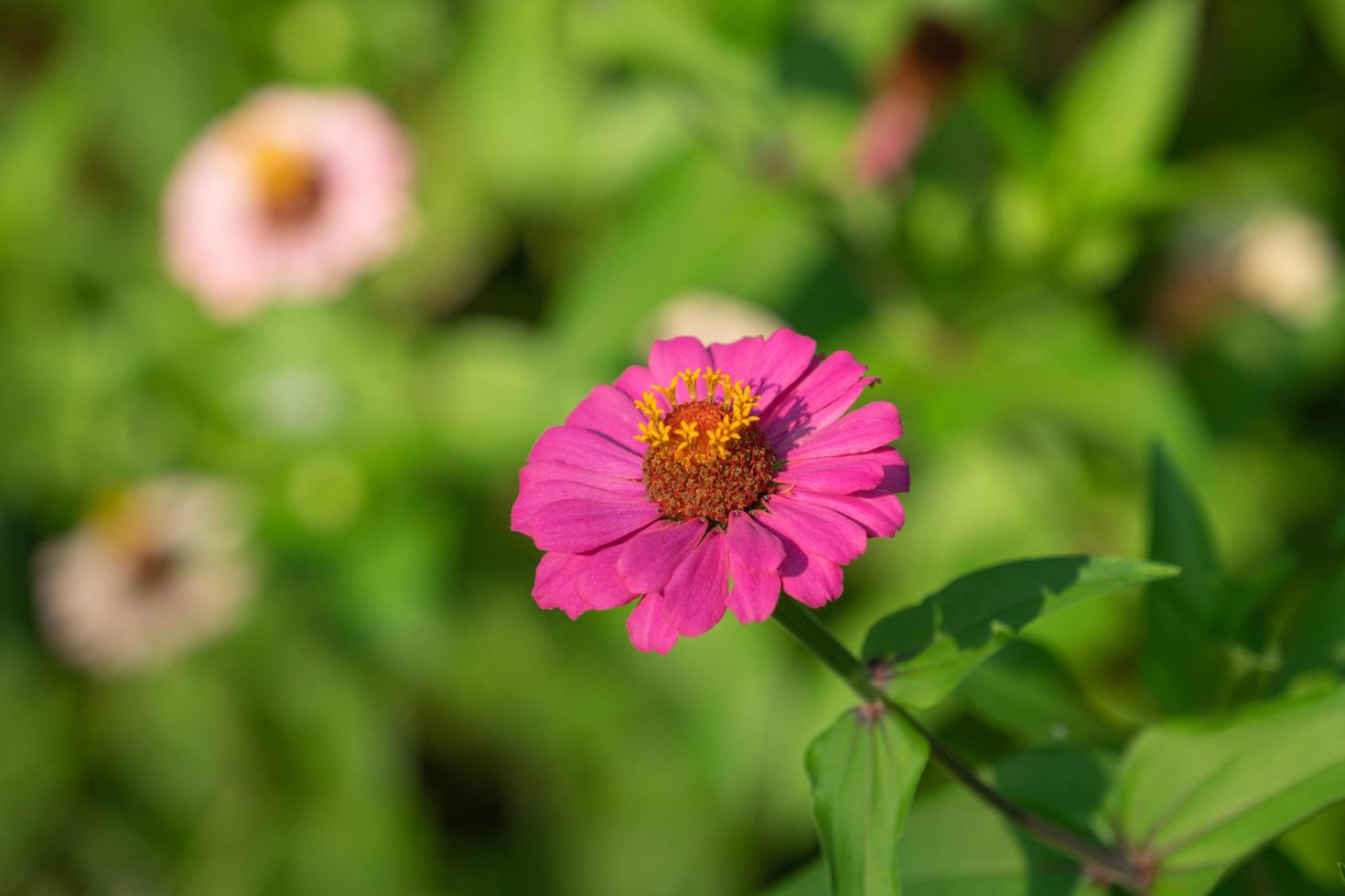 Zinnia blüht mit einem unscharfen Gartenhintergrund foto