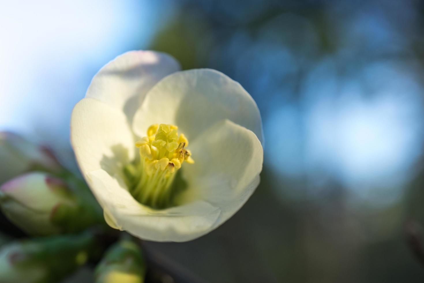 Nahaufnahme von weißen und gelben Chaenomeles japonica oder japanischer Quitte oder Maule's Quitte foto