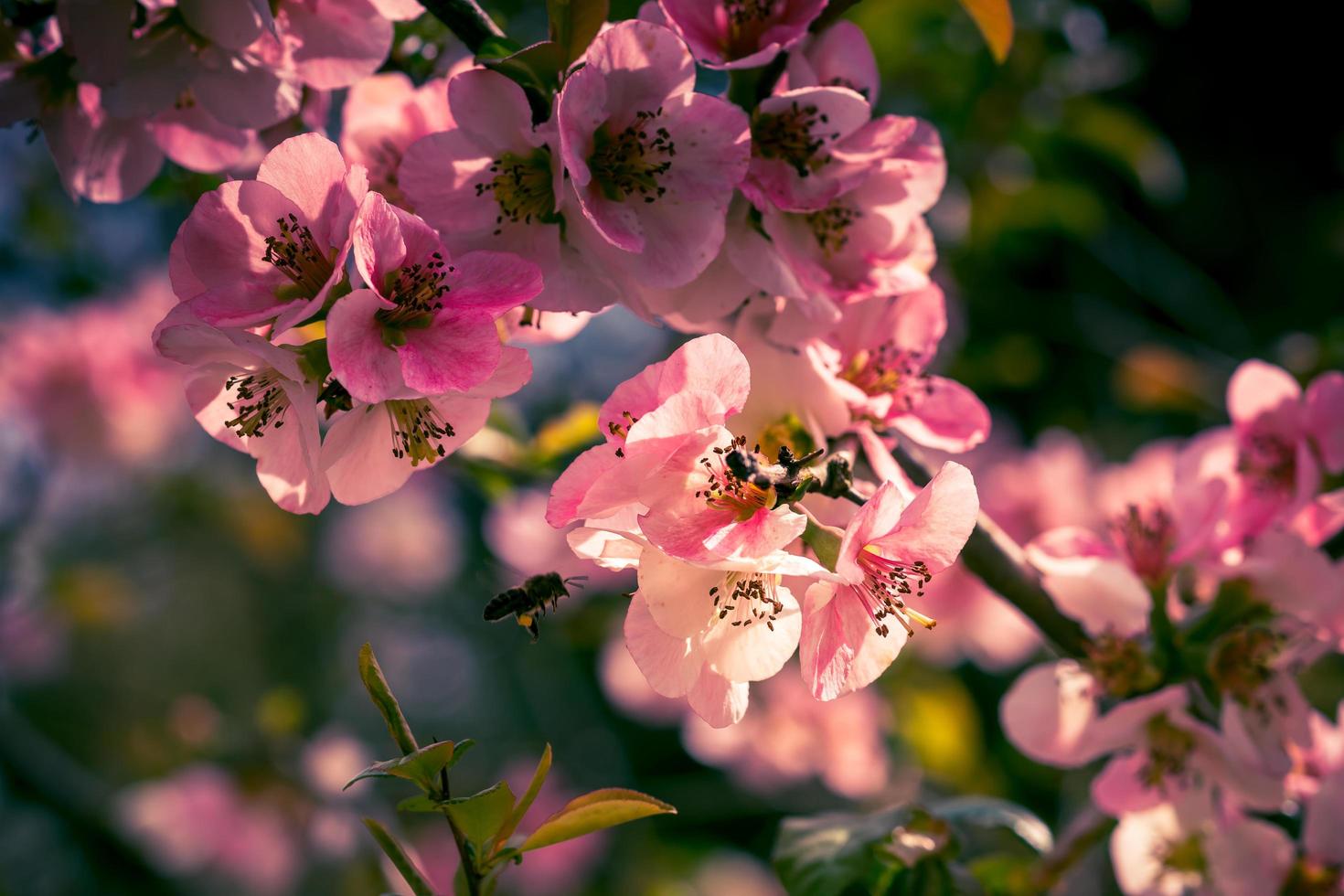 Nahaufnahme von rosa Blumen auf einem Zweig foto