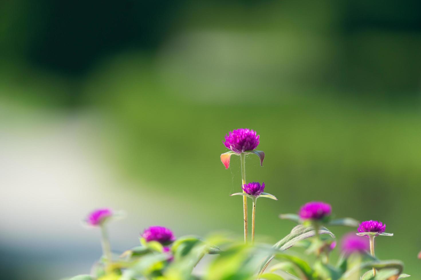 Nahaufnahme von lila Blumen mit einem unscharfen grünen Hintergrund foto
