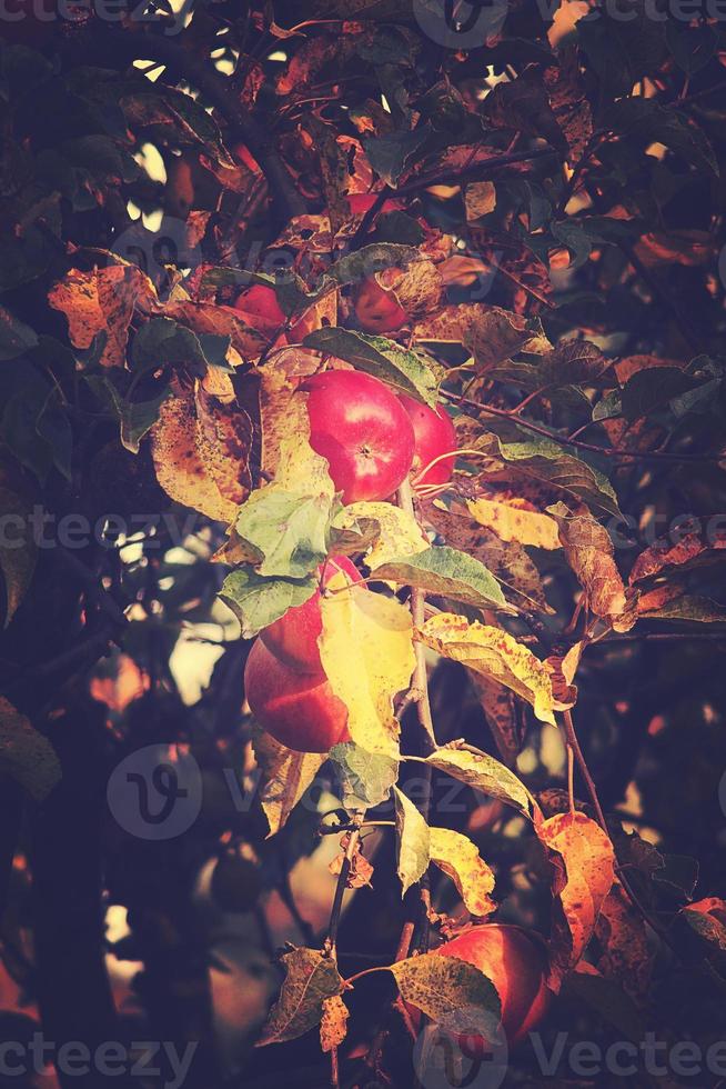 saftig lecker rot Äpfel auf ein Herbst Ast von Apfel Baum im das warm Sonne foto