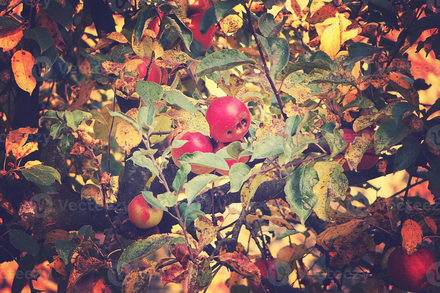 saftig lecker rot Äpfel auf ein Herbst Ast von Apfel Baum im das warm Sonne foto