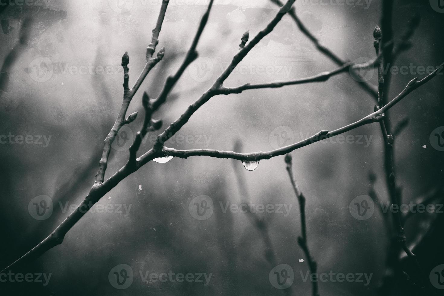 einsam blattlos Baum Geäst mit Tropfen von Wasser nach ein November kalt Regen foto