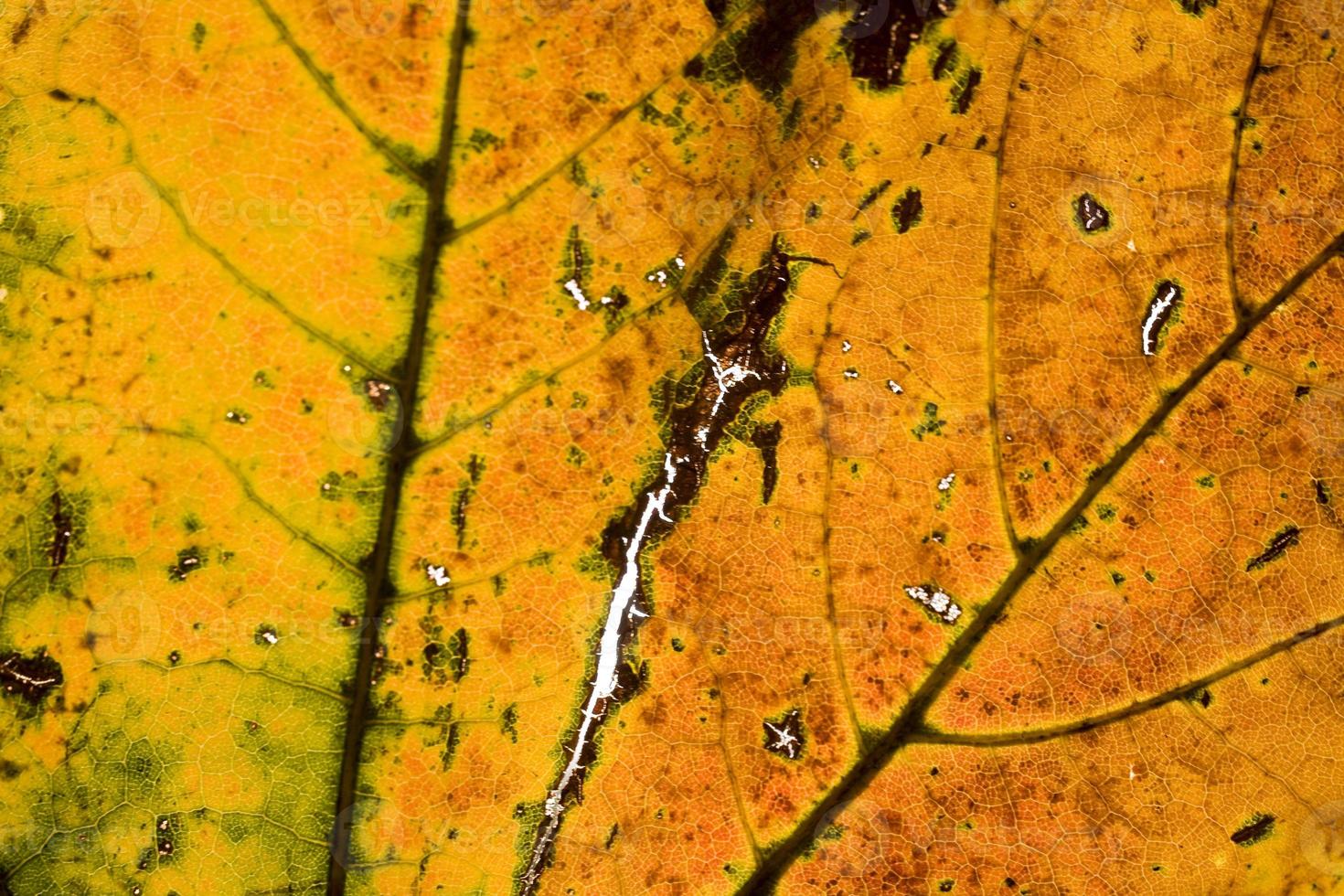 Hintergrund mit Herbst farbig Ahorn Blätter foto