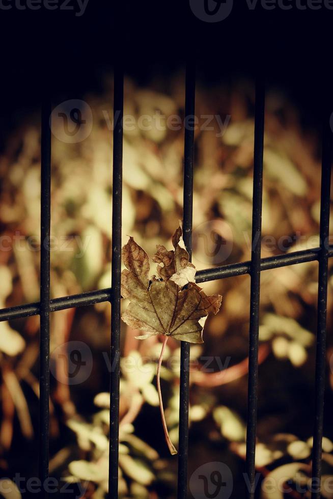 Herbst golden Ahorn Blatt auf ein Metall Zaun foto