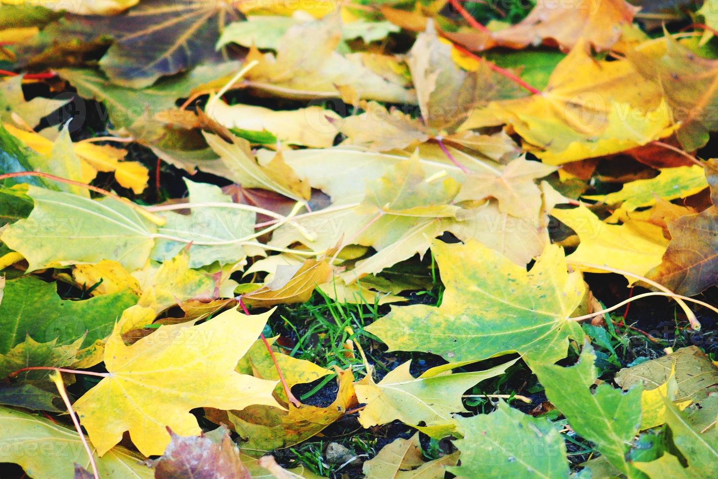 Hintergrund mit Herbst farbig Ahorn Blätter foto