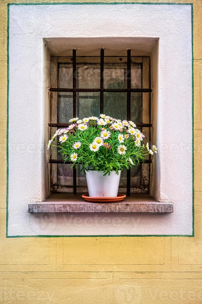 Topf mit den Blumen im Fenster foto