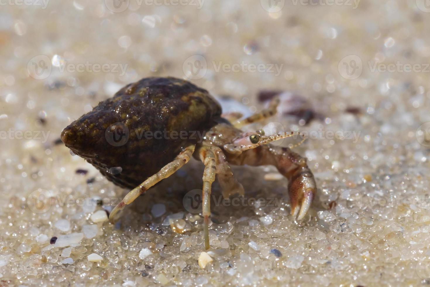 schließen oben von klein Einsiedler Krabbe auf Sand foto
