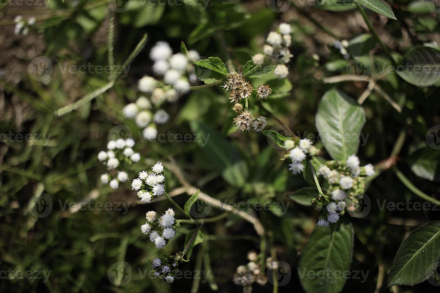 schließen oben von wild Blumen im das Gras foto