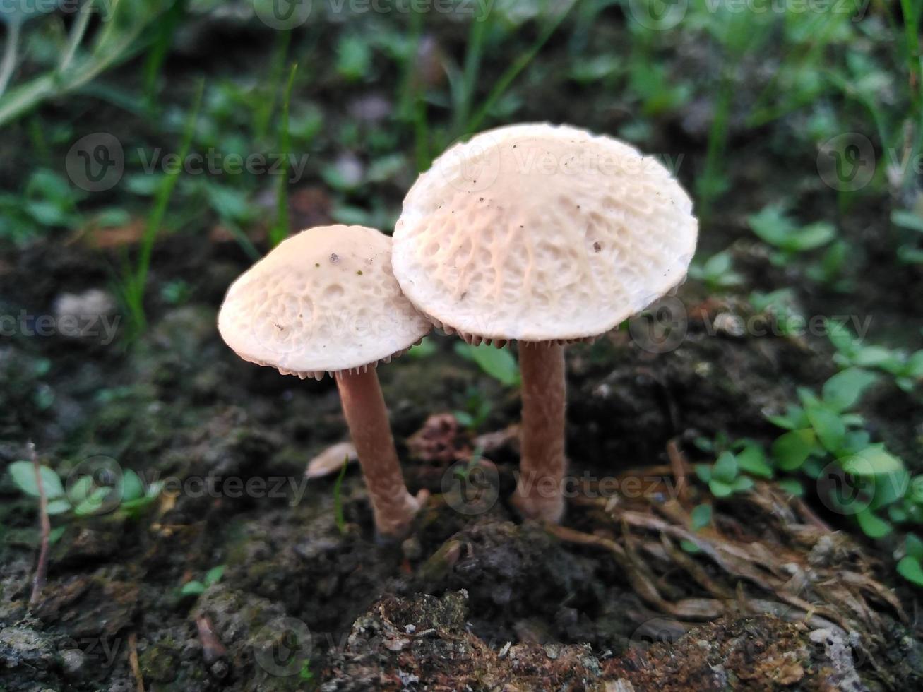 Natur Fotografie im draussen foto