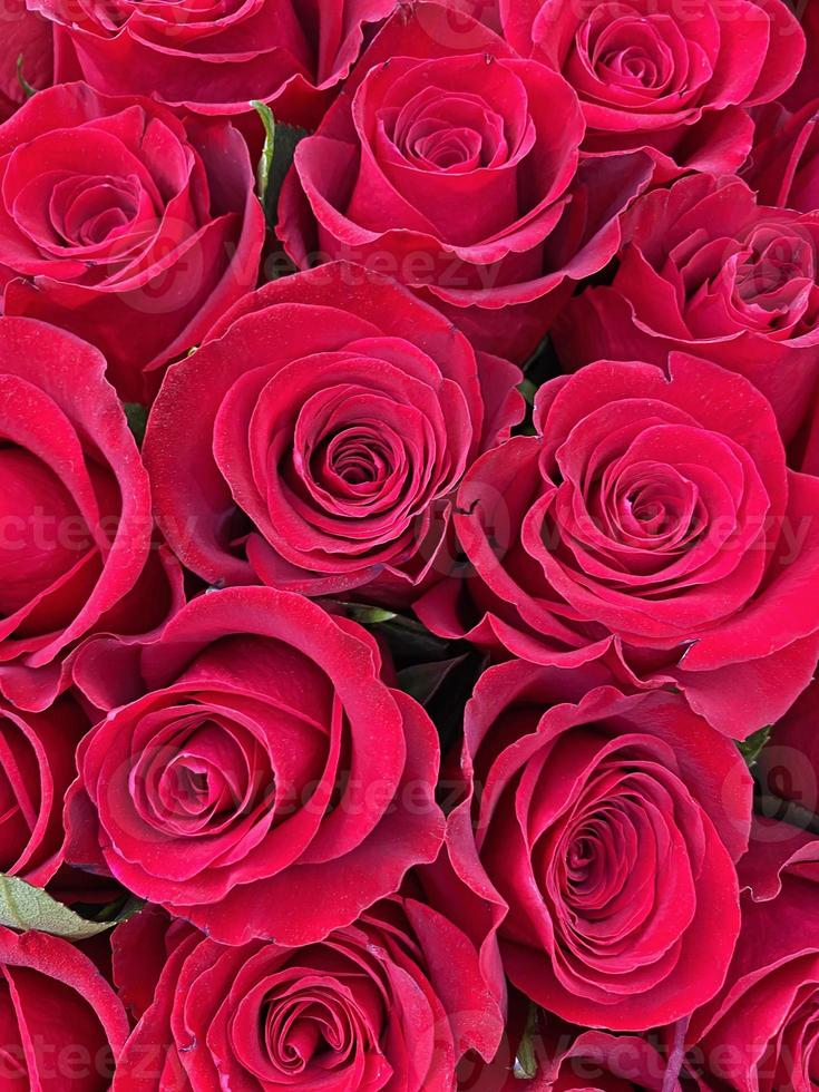 Strauß von schön rot Rosen foto