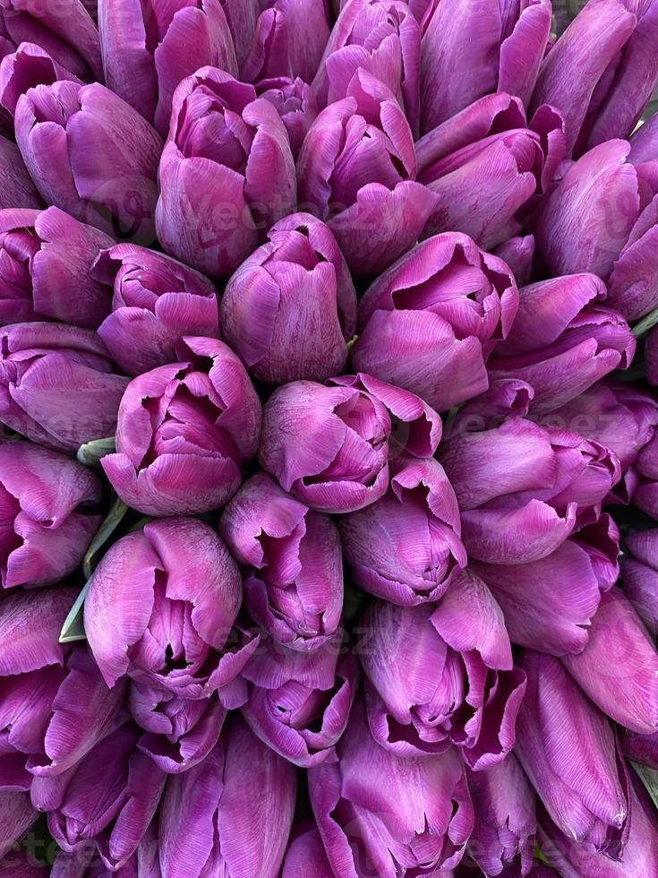 schließen oben von Strauß von lila Tulpen foto