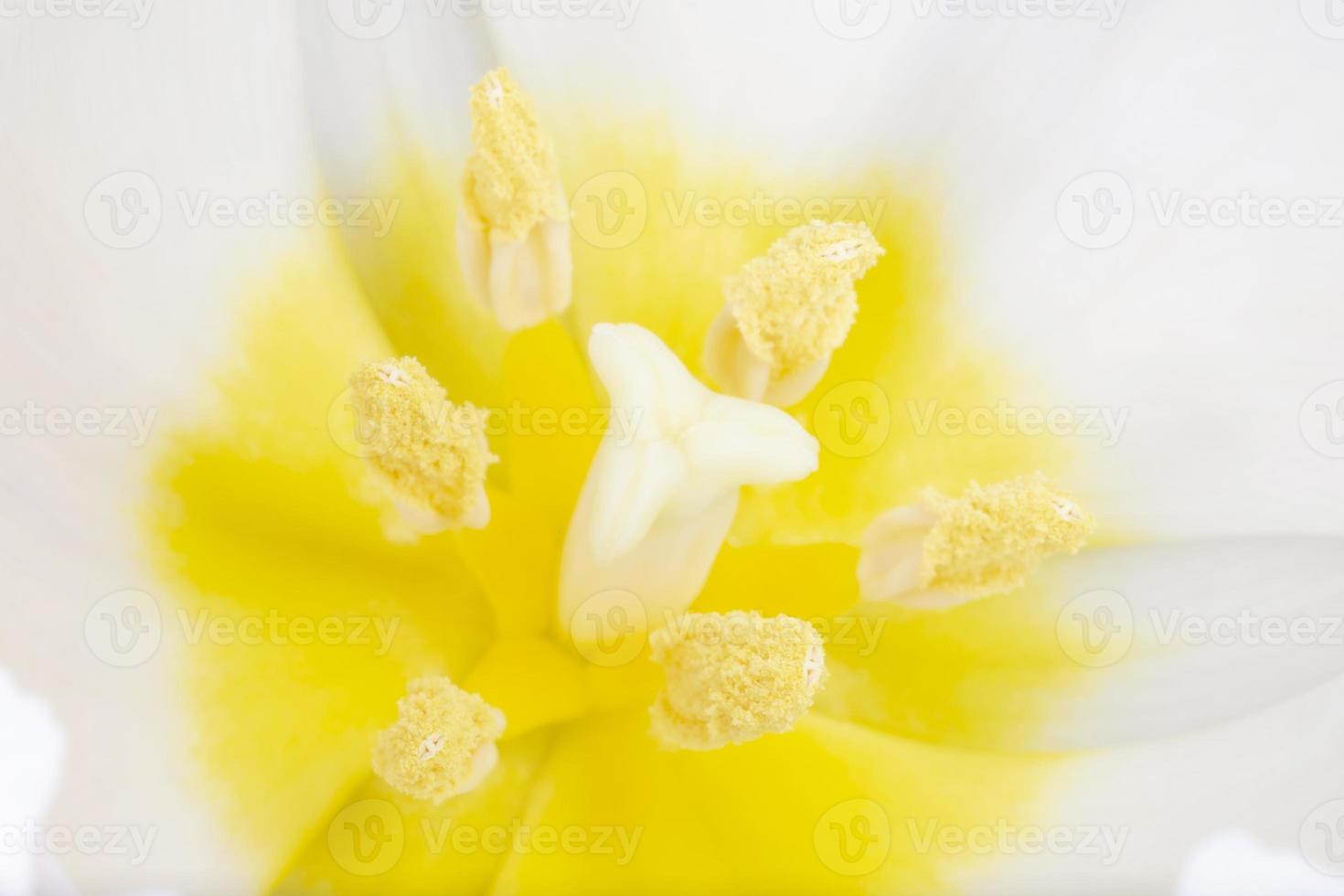 schließen oben von Weiß Tulpe foto