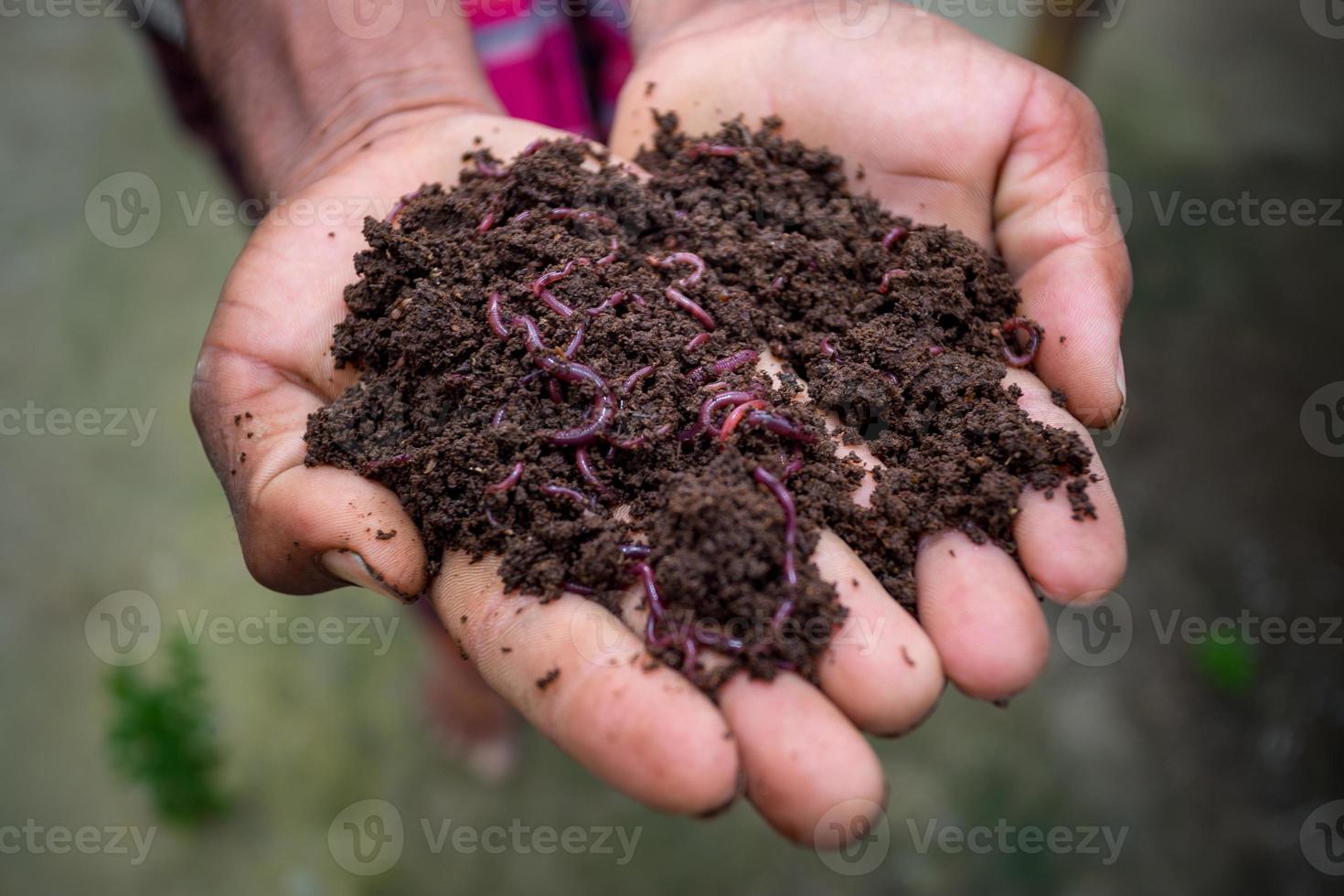 Hand halten Kompost mit Rotwürmer. ein Farmer zeigen das Würmer im seine Hände beim chuadanga, Bangladesch. foto