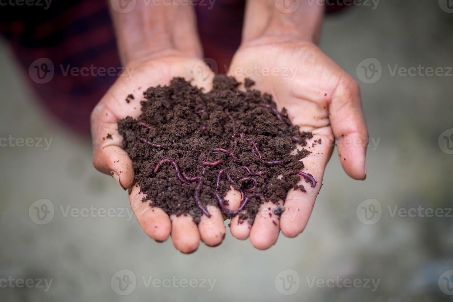 Hand halten Kompost mit Rotwürmer. ein Farmer zeigen das Würmer im seine Hände beim chuadanga, Bangladesch. foto