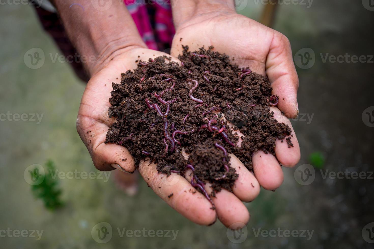 Hand halten Kompost mit Rotwürmer. ein Farmer zeigen das Würmer im seine Hände beim chuadanga, Bangladesch. foto