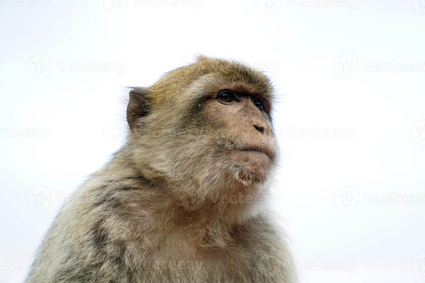 Single barbary Makaken Affe - - Nahansicht auf Kopf und Himmel im Hintergrund foto