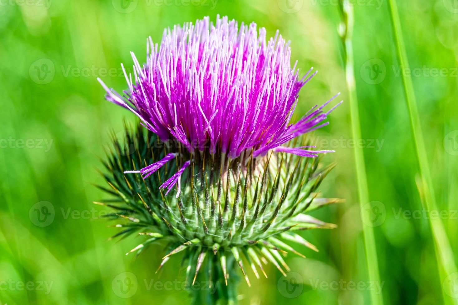 schöne wachsende Blumenwurzel Klettendistel auf Hintergrundwiese foto