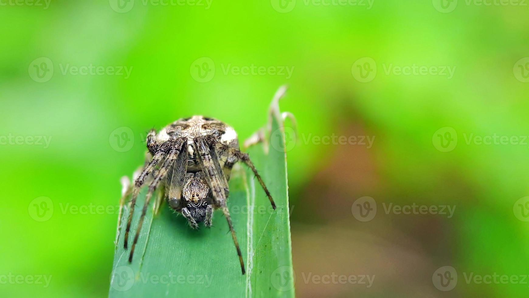 Makro Foto von ein Grün Spinne thront auf ein Blatt