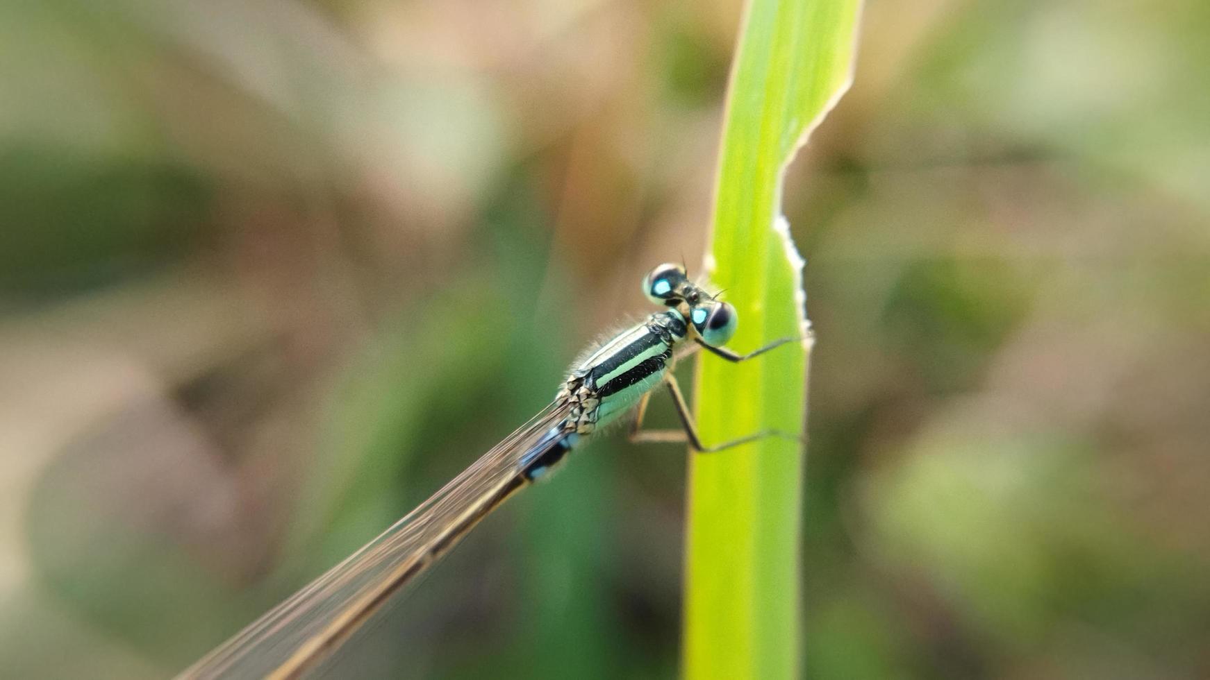 Libelle auf ein Blatt mit verschwommen Hintergrund. Tier Makro Foto. foto