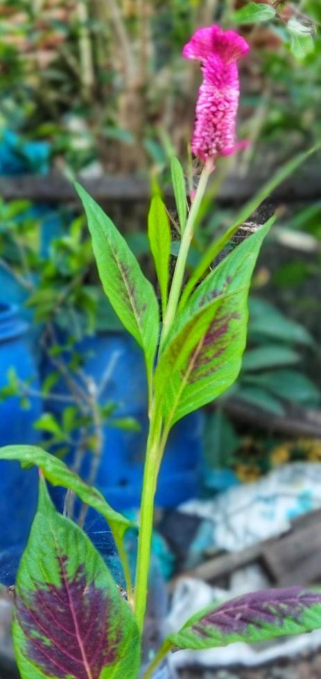 Celosia Argentea ist ein einzigartig Pflanze mit rot Blumen auf ein verschwommen Hintergrund. natürlich Schönheit. foto