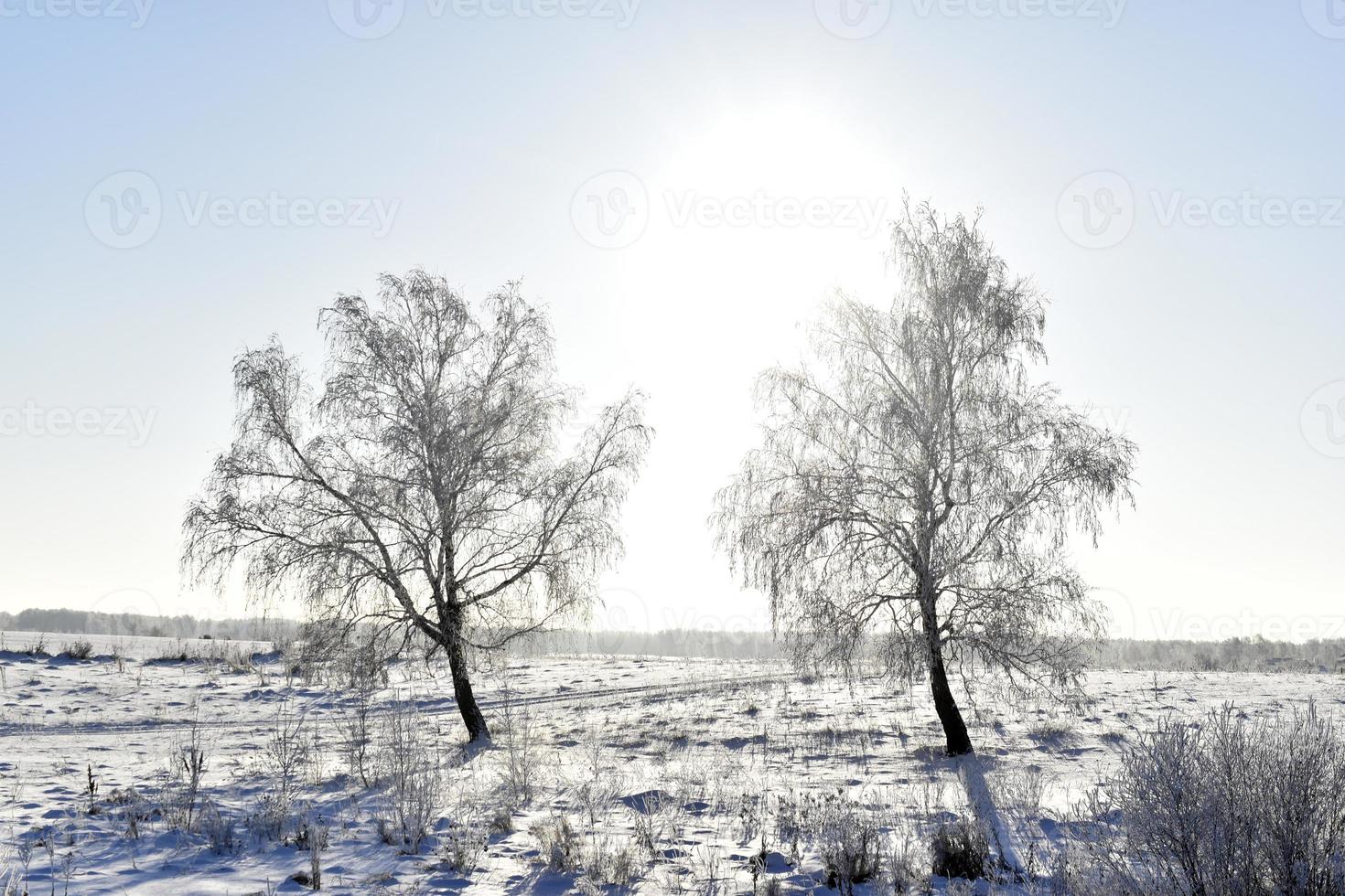 ein schneebedeckt Feld im Winter, Blau Himmel und Wald. Schnee im ein Winter Feld während das Tag. foto