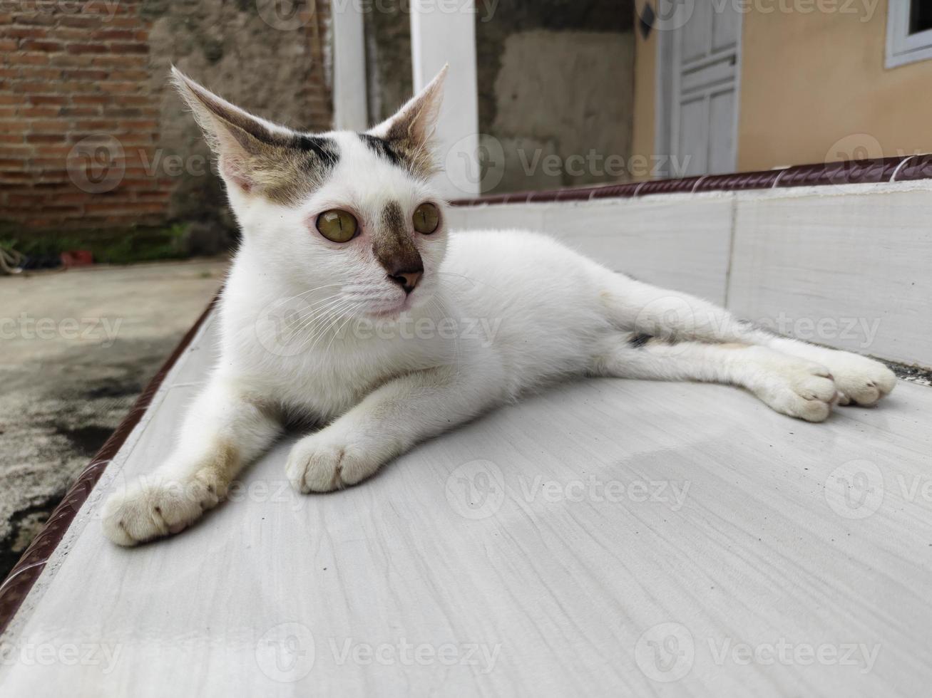 Nahansicht von ein Weiß Katze Verlegung auf das Fußboden foto