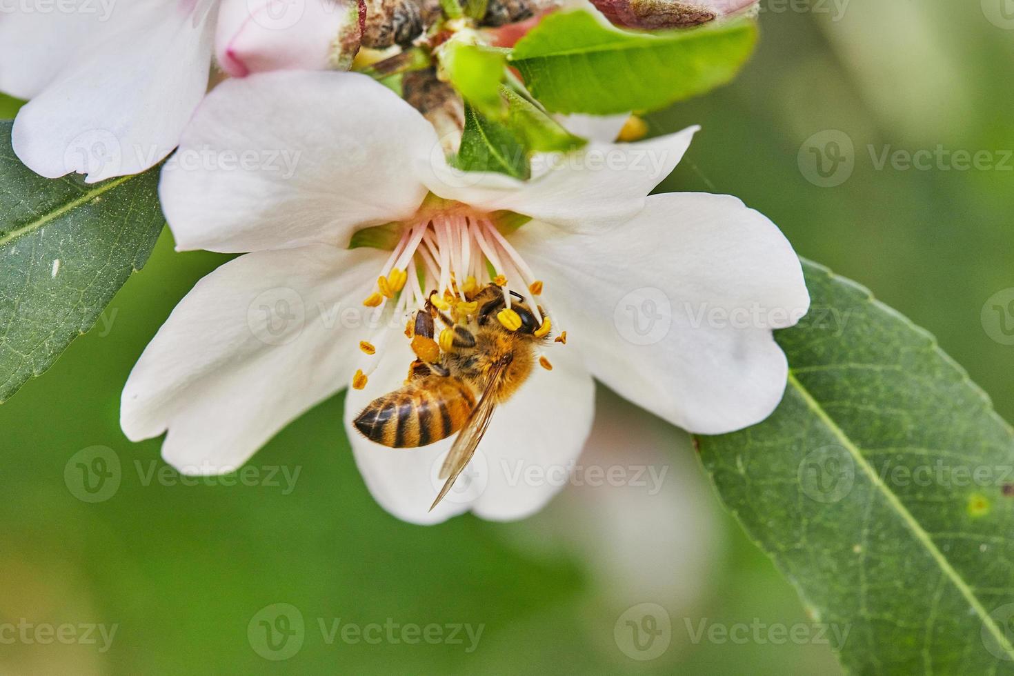 Mandel Blumen Nahaufnahme. blühen Geäst von ein Mandel Baum im ein Obstgarten. das Biene sammelt Nektar und bestäubt blühen Bäume früh Frühling foto