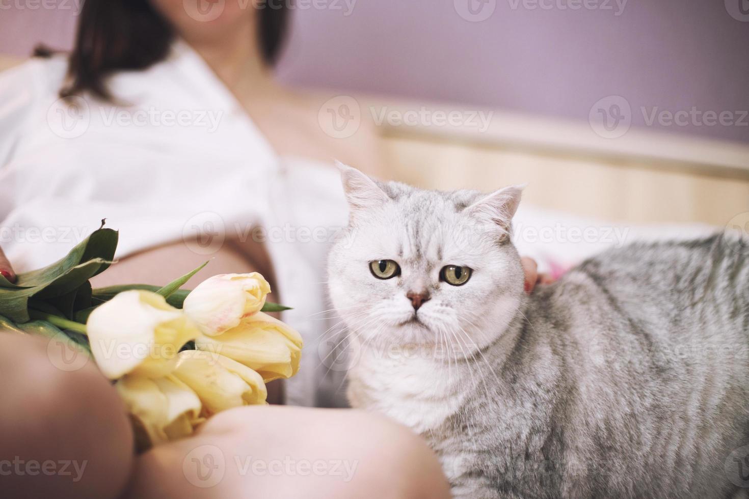 schwanger Frau mit ein Katze. Katze ist riechen das Blumen. schottisch Gerade Katze foto