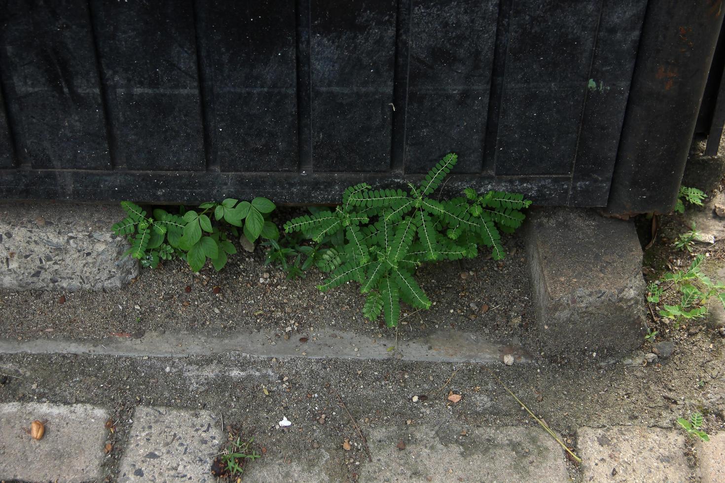 klein Blätter Pflanze Foto auf Bürgersteig mit schmutzig sandig Backstein Bodenbelag und schwarz Zaun Hintergrund.