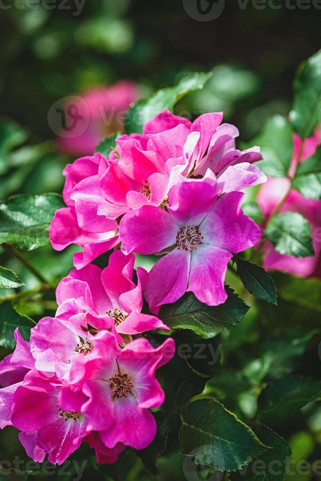 auffällig Rosa Garten Rosen Giro Amorina Blühen im Sommer- Garten foto