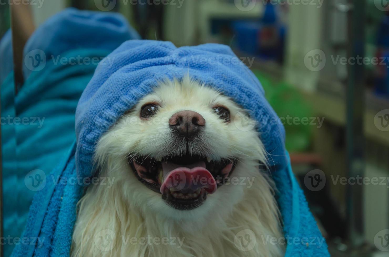 Hund nach Waschen im ein Handtuch und im ein Haar Deckel. foto