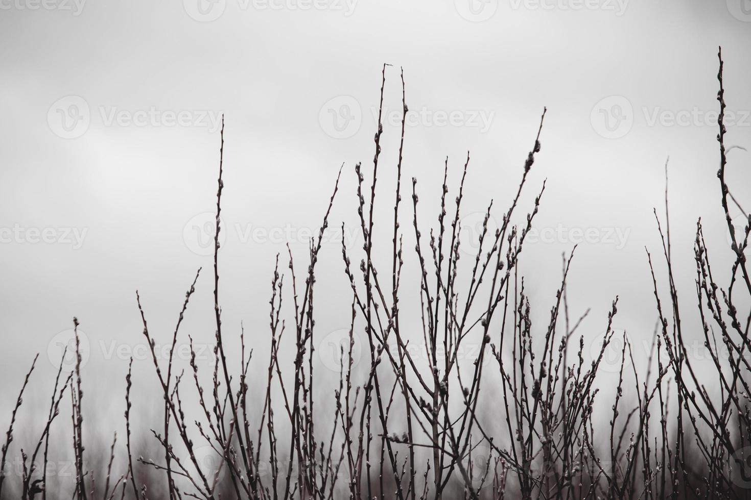 Weide Knospen Geäst auf Weiß kalt Himmel Hintergrund im Frühling foto