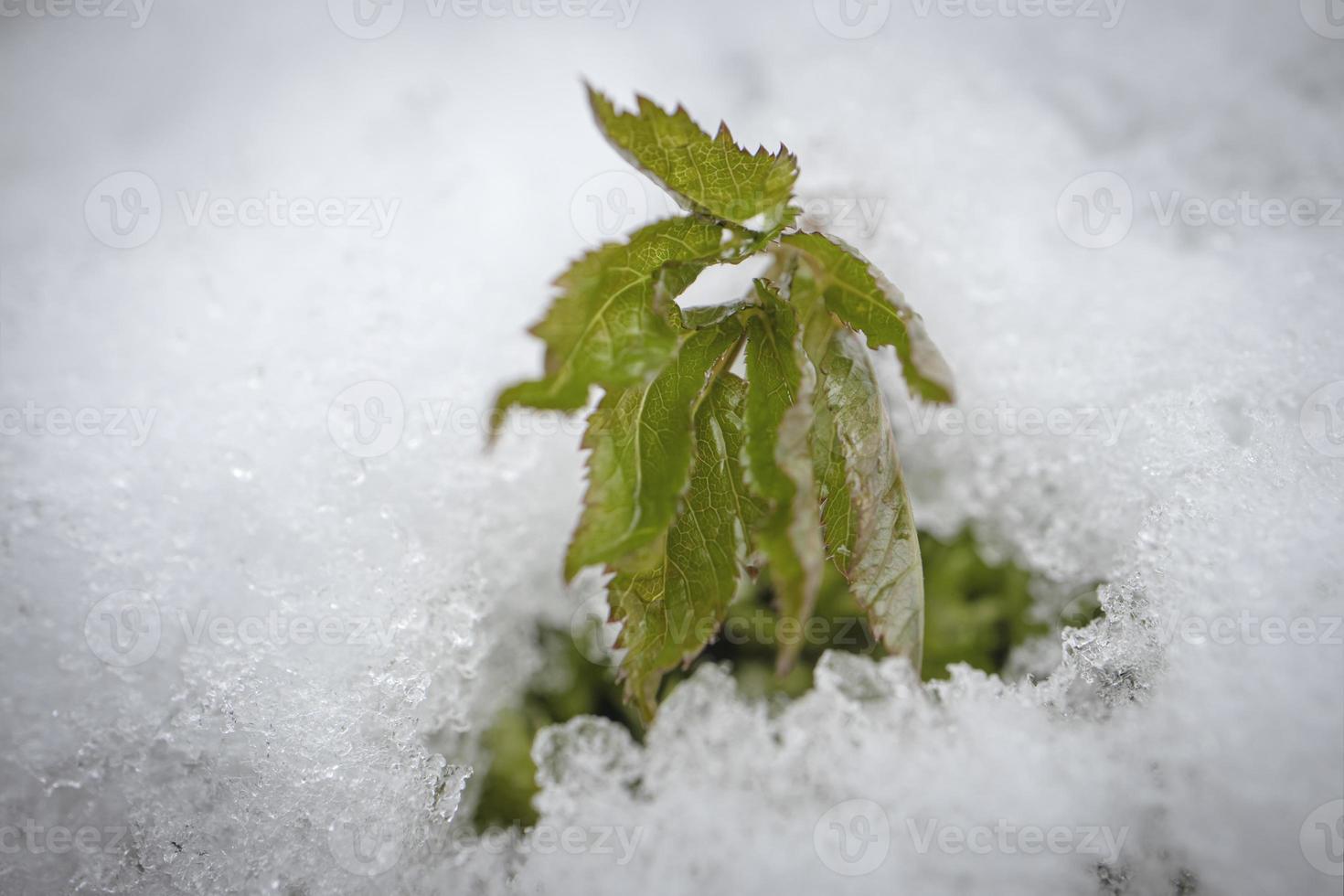 Grün belaubt Pflanze kleben aus im das Weiß texturiert Schnee Boden foto