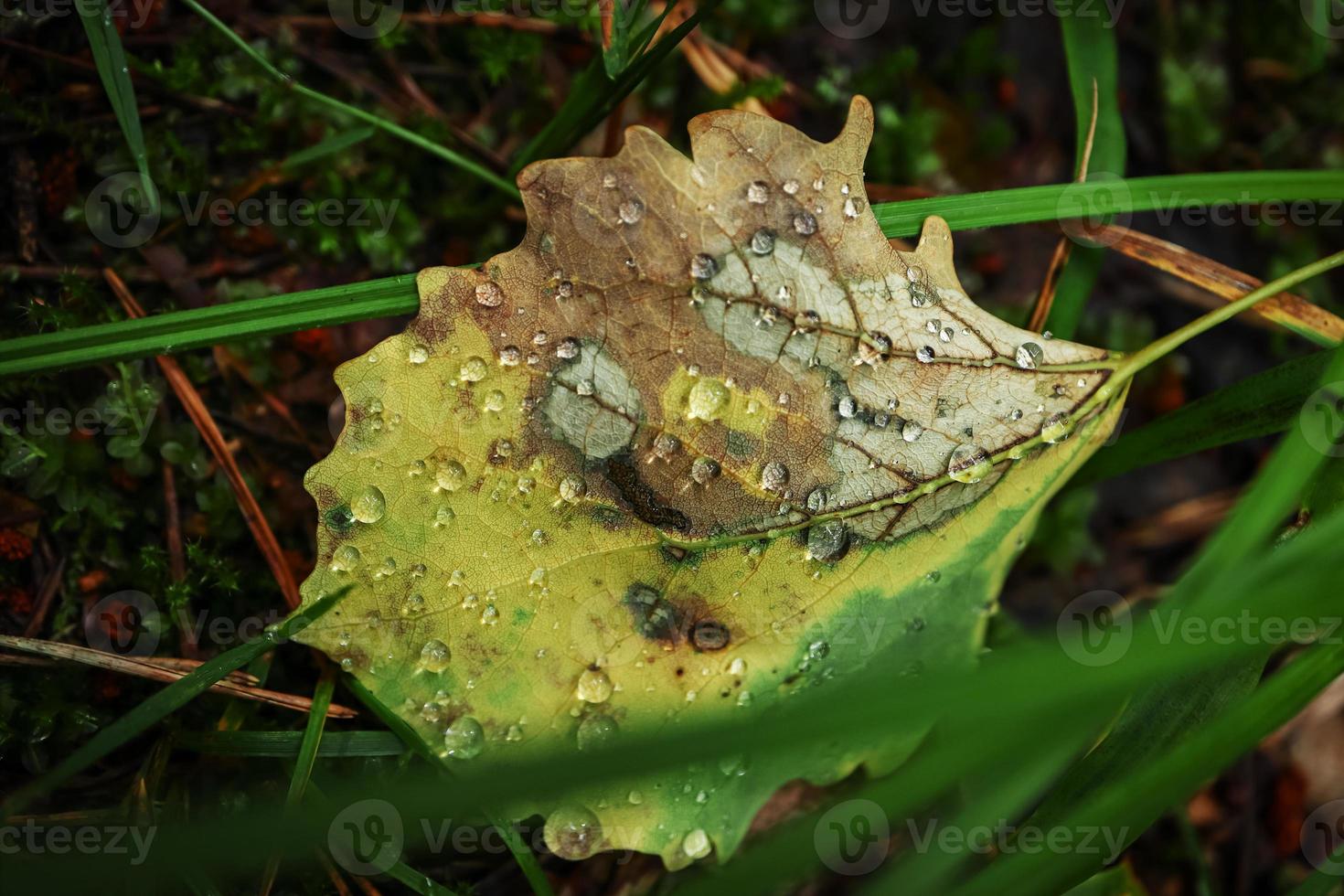 Regen Wasser Tropfen auf Espe Blatt versteckt im Grün Wald Gras auf dunkel Fußboden foto