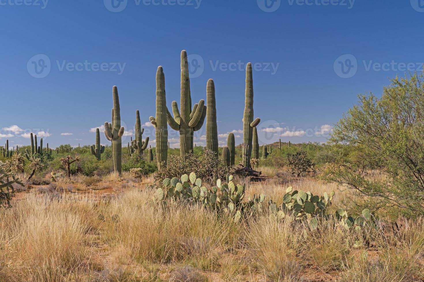 Saguaro Kaktus Wüste Szene foto