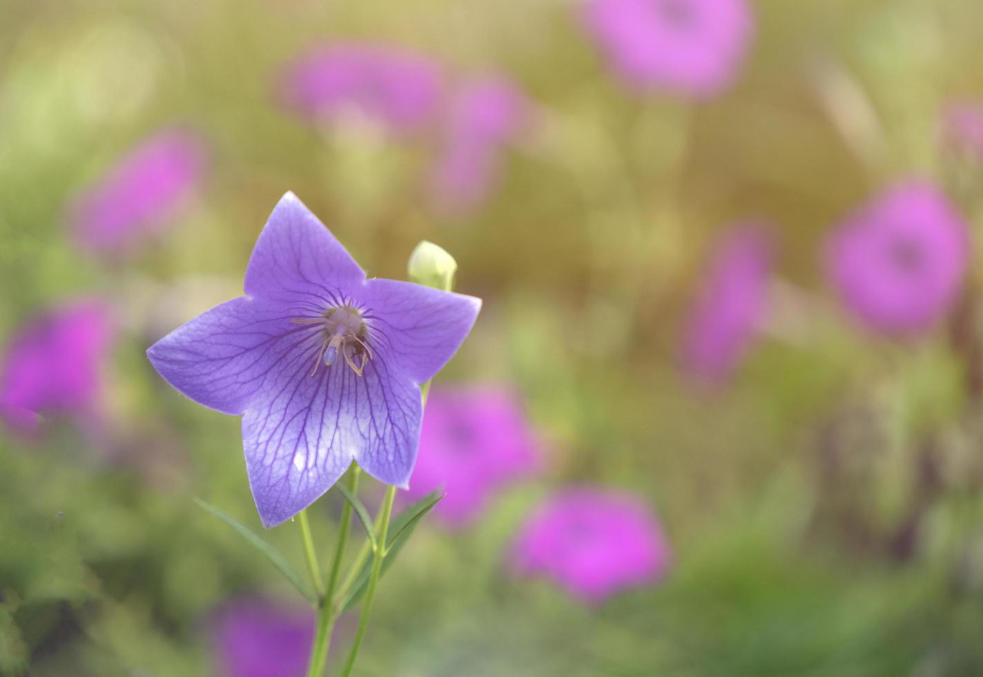 Nahaufnahme der lila Blume mit unscharfem Hintergrund foto