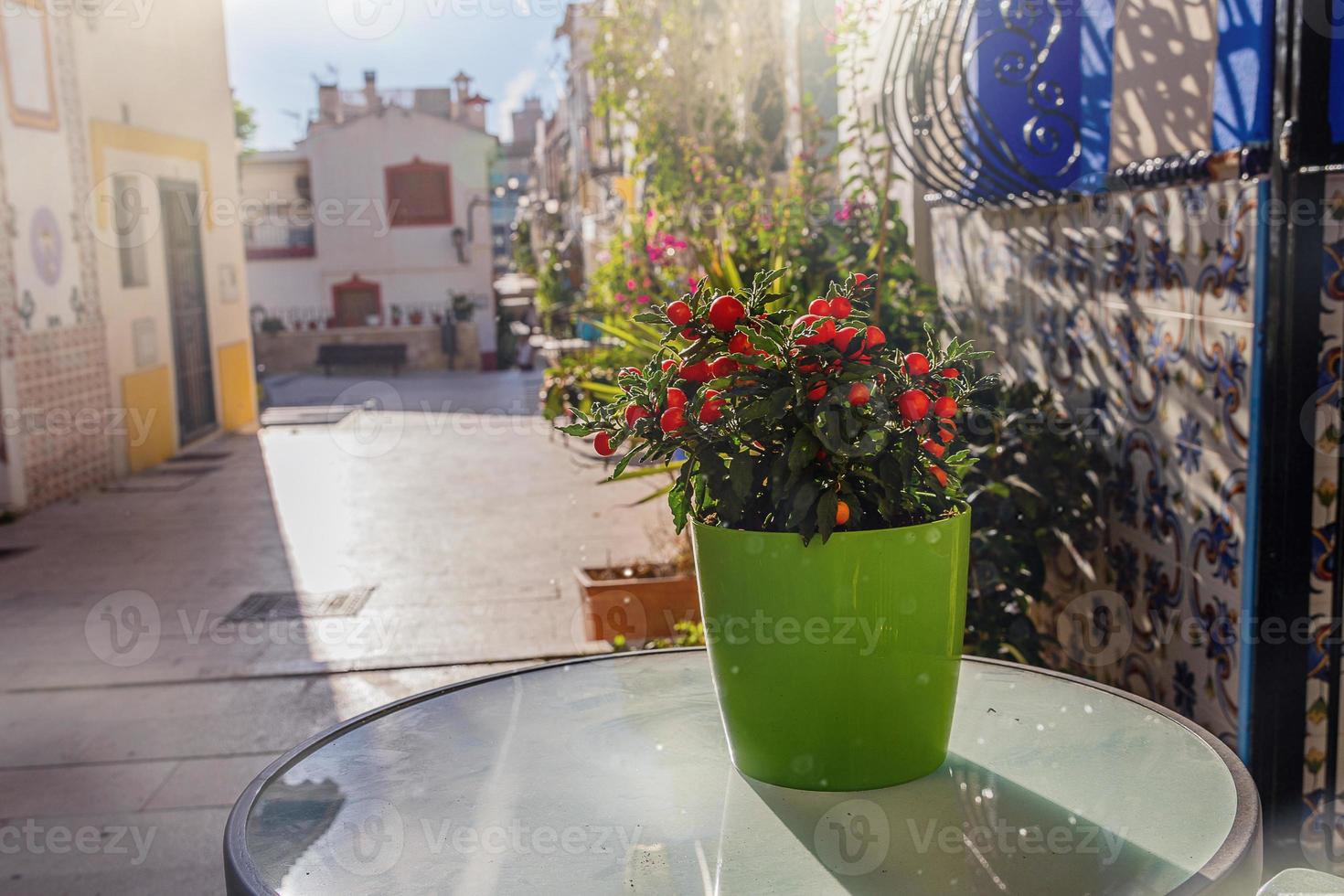 Tomate Pflanze im ein Topf auf ein Tabelle im ein Straße im das historisch Teil von das Stadt von alicante Spanien auf ein sonnig Tag foto