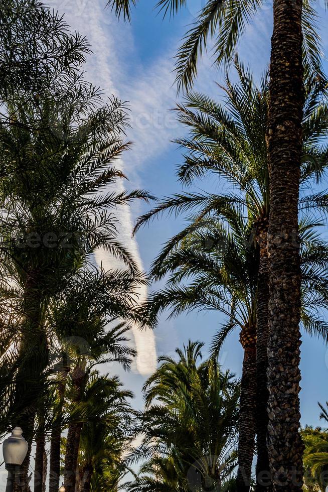 städtisch Landschaft von Wahrzeichen Erklärung alicante Spanien auf ein sonnig Tag mit Grün Palme Bäume und Blau Himmel foto