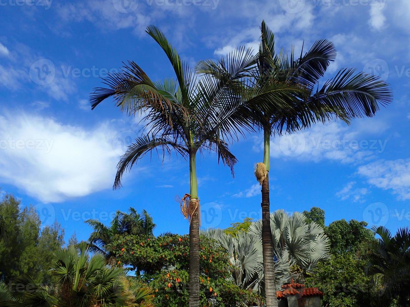 exotisch Palme Baum gegen das Himmel auf ein warm Sommer- Tag foto