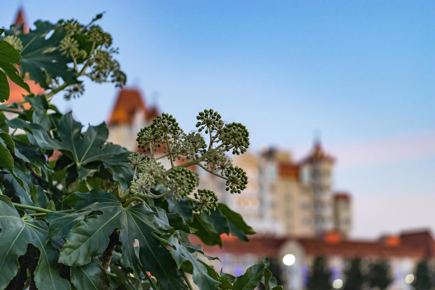 Nahaufnahme einer Pflanze mit großen Knospen und Blättern mit verschwommenen Gebäuden und einem blauen Himmel in Sotschi, Russland foto