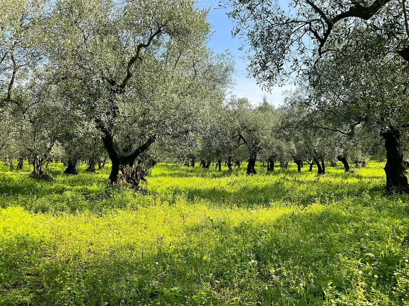 Olive Bäume im ein Reihe. Plantage, Grün Gras foto