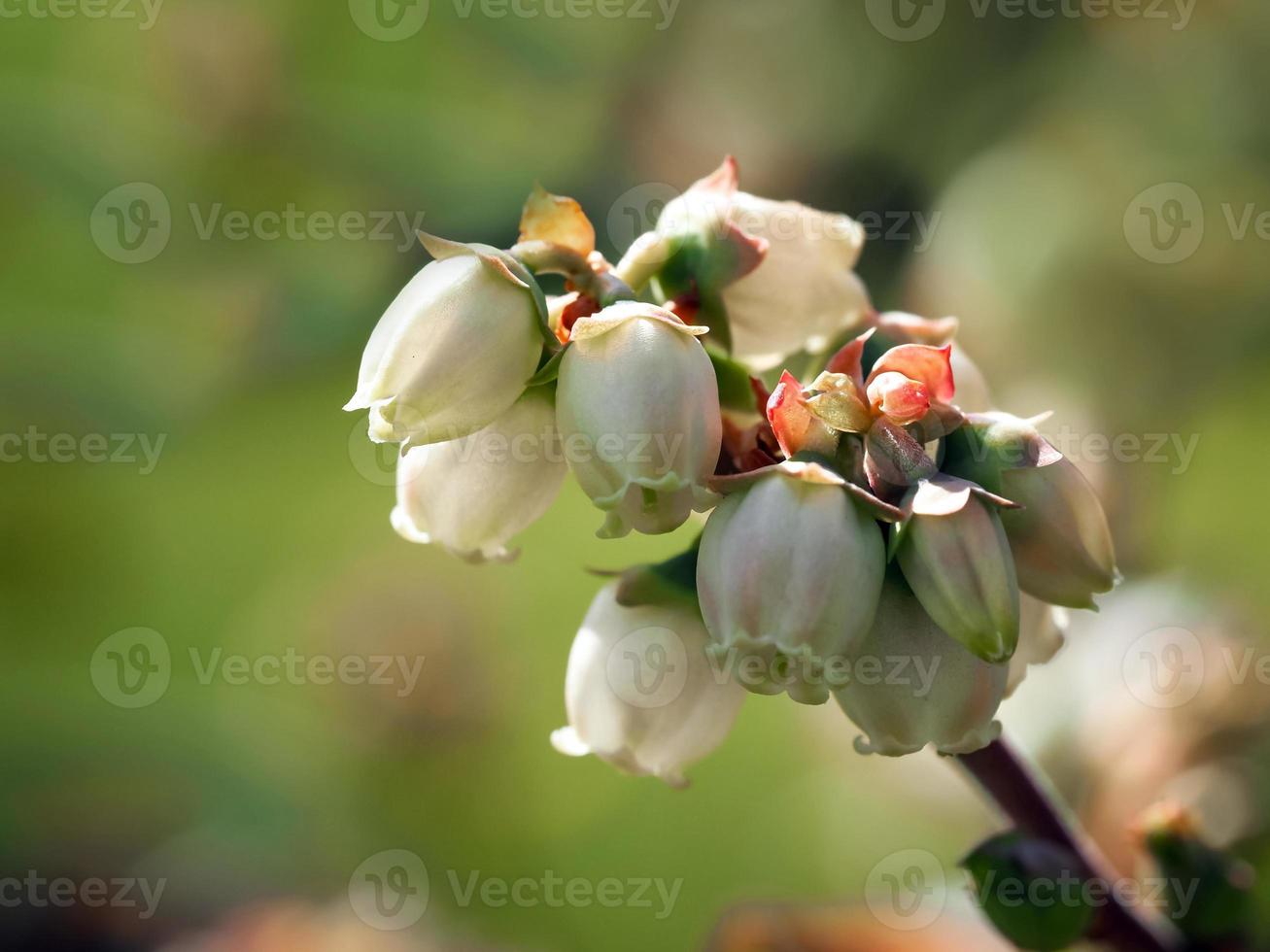 Nahaufnahme von Blaubeerblumen foto