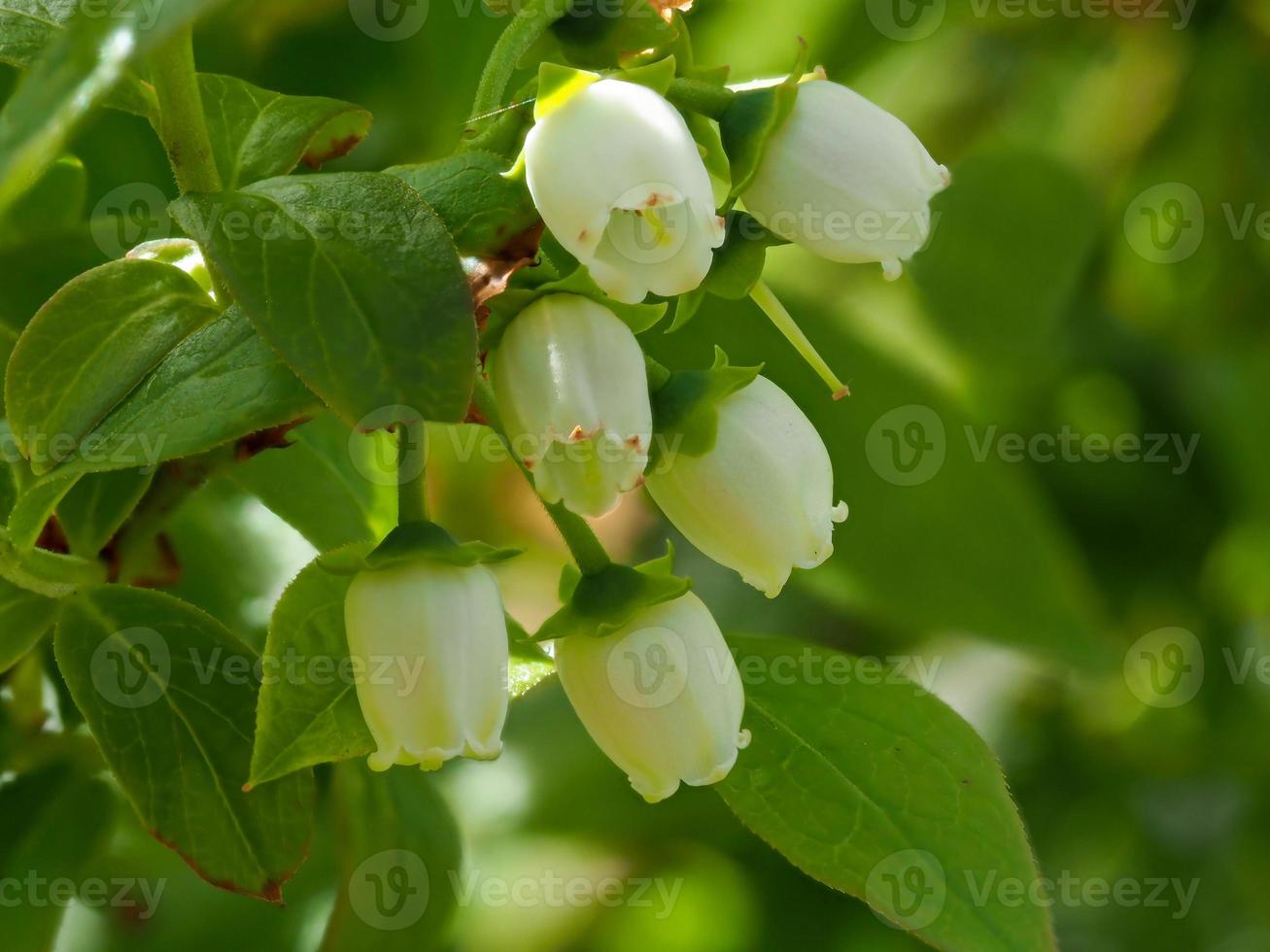 weiße Blaubeerblüten foto