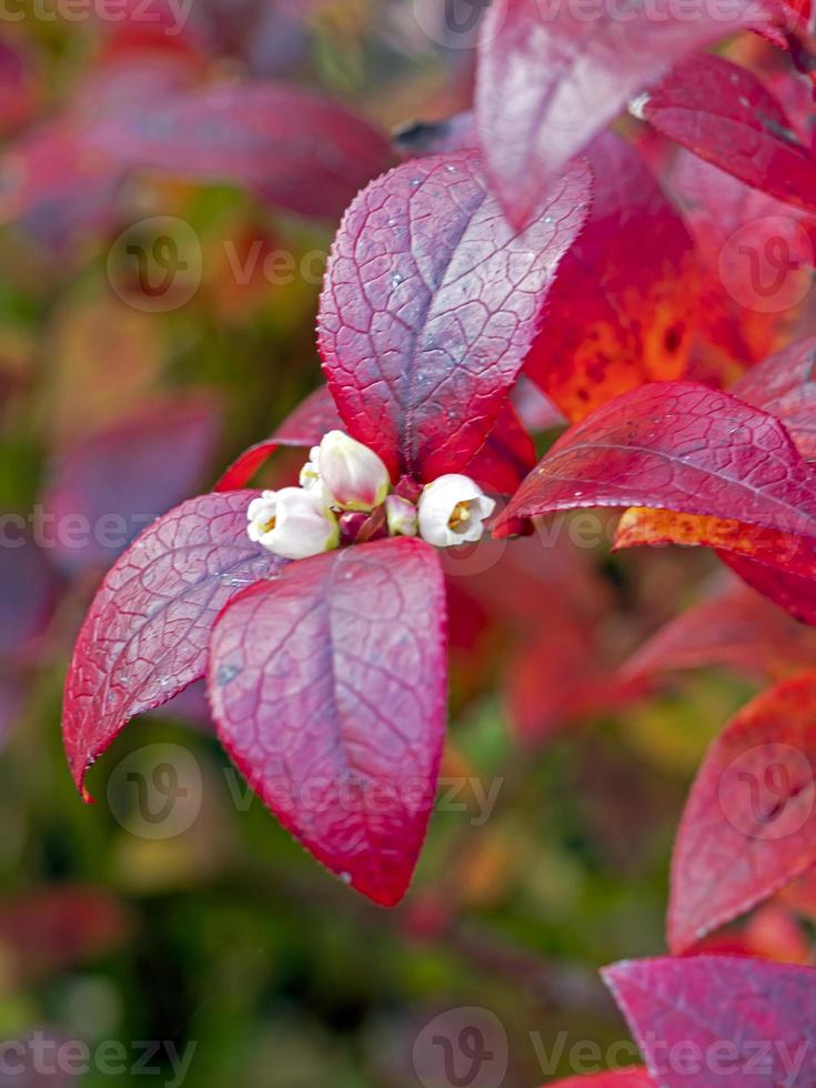 Herbstlaub und kleine Blüten foto