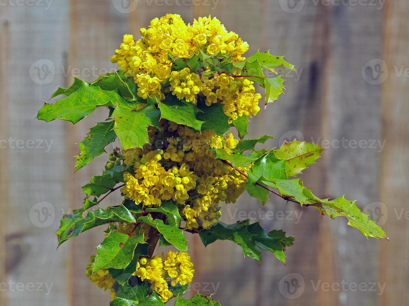 gelbe Blüten mit grünen Blättern foto