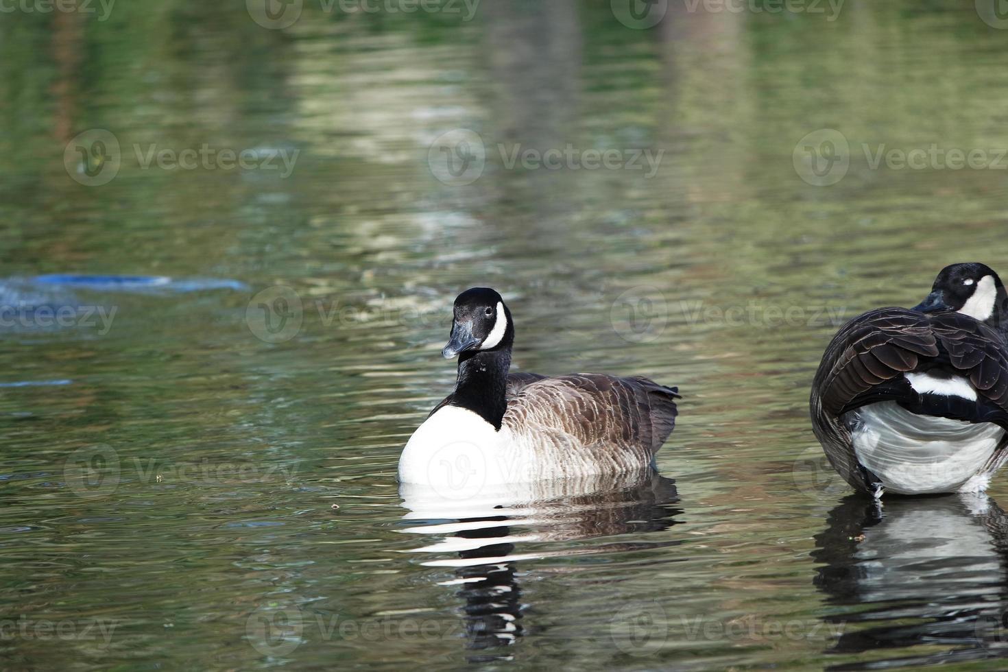 süß Wasser Vögel beim See Seite von lokal Öffentlichkeit Park foto